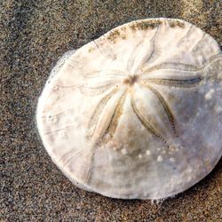 Quelle der Inspiration: Seeigel und Lebewesen, die versteckt im Sandboden des Ozeans leben