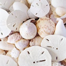 Quelle der Inspiration: Seeigel und Lebewesen, die versteckt im Sandboden des Ozeans leben